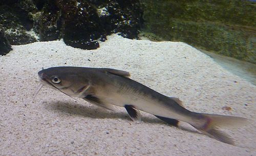 Tete sea catfish